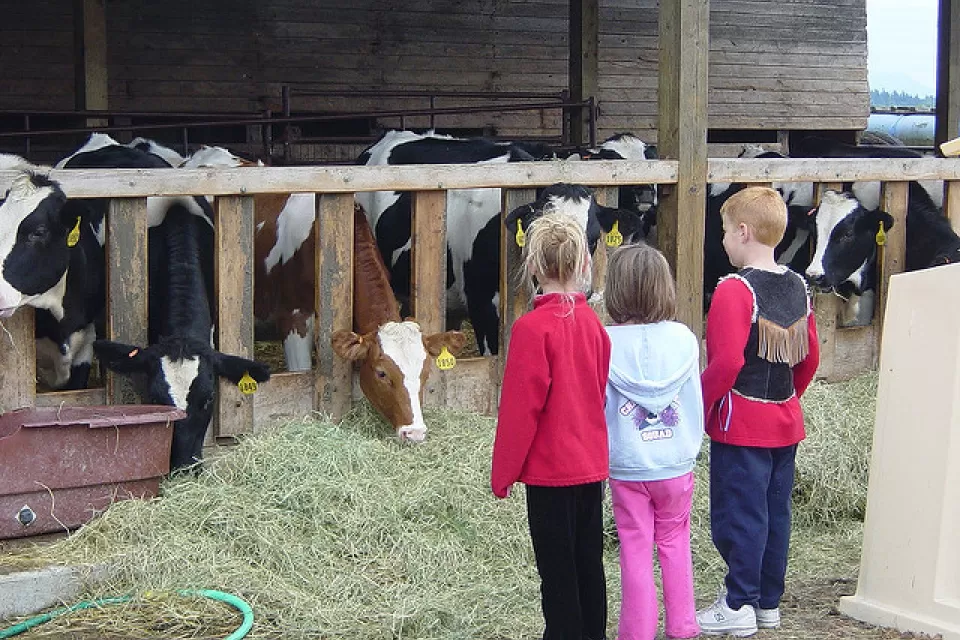 Family Farm